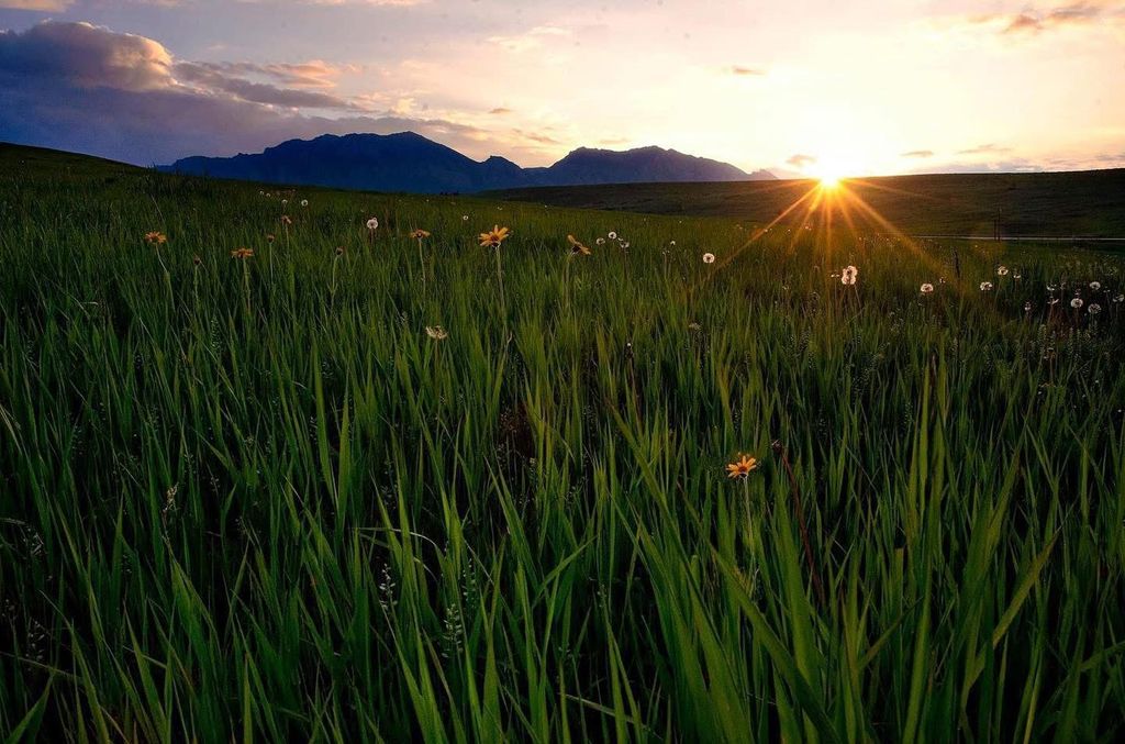 Tall green grass and wildflowers with the sun setting behind the mountains